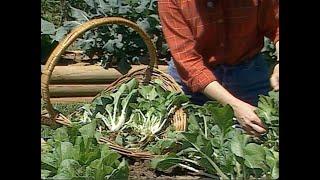 Chinese Cabbage Varieties