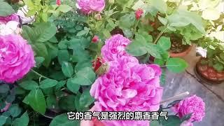 月季香气大比拼：十大浓香型月季品种排名