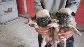 pug puppies available here in Vikash Dog House Rudrapur Uttarakhand call 8791138756 #pug #dog