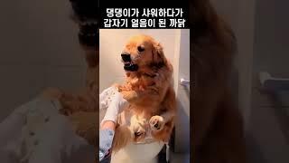 "어쭈 대들어?.." 댕댕이가 으르렁 대자 주인이 보여준 행동