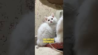 Cute white persian kitten avaiable #youtubeshorts #shorts #persiancatseller