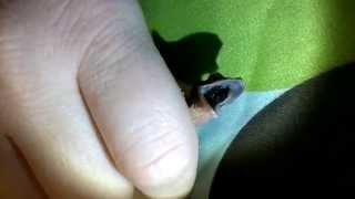 Deformed Baby Crested Gecko Mouth Open