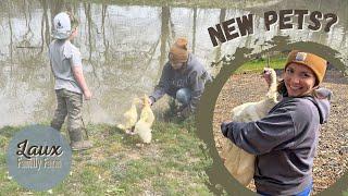 Morning Chores on Our 2 Acre Homestead | New Animals on the Farm | Laux Family Farm