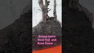 Bonsai