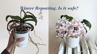 Winter Orchid Repotting | Is it safe?  ~ Repotting Overgrown Phalaenopsis Orchid in Sphagnum Moss ~