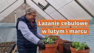 Lazanie cebulowe - co z nimi w lutym i marcu. Pielęgnacja, nawożenie, dosadzanie kwiatów.