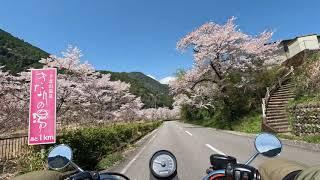 Harley-Davidson XL883R/Pure Sound/Japanese country road【Full Bloom Sakura】