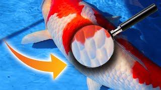 7 SECRETS how to SELECT A NEW KOI FISH for your POND