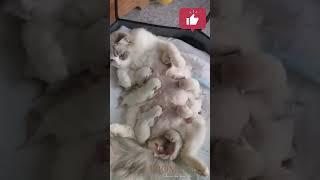 cute cats   #shorts  #intertainment    #cat   #viralvideo