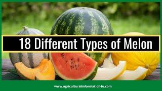 18 Different Types of Melon - Agriculture and Technology