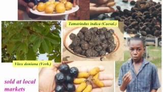 Ethnobotany and Conservation in West Africa