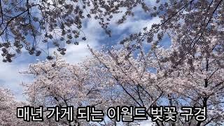 대구 이월드 벚꽃 데이트 Deagu E-world cherry blossom