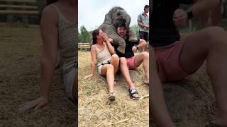 Funny elephants #funny #funnyanimal #animals #foryou #elephant #fyp