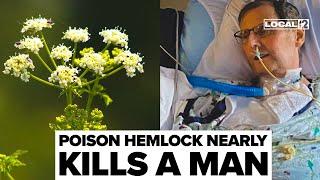Ohio man survives near fatal encounter with poison hemlock that left him in coma