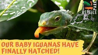 Adorable baby Fijian crested iguanas have hatched | Australian Reptile Park