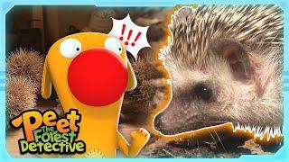 Hedgehog Detective & The Missing Chestnut | Nature Stories For Kids | Peet The Forest Detective