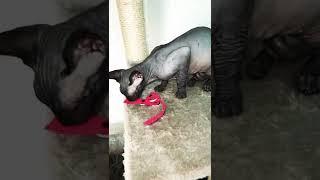 Лысая кошка Sphynx cat