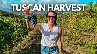 Harvesting Wine Grapes in Tuscany!  La Vendemmia on a Vineyard in Lucca, Italy