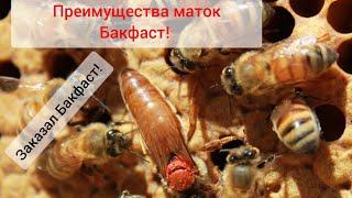 Преимущества маток Бакфаст! Получил матки Бакфаст!