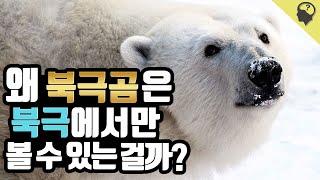 북극곰이 북극에 살게 된 이유는?