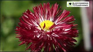 Annual vs Perennial Bedding Plants