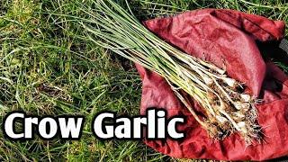 Crow garlic (Allium vineale) foraging tip