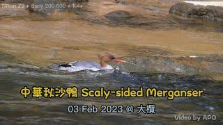 中華秋沙鴨 Scaly-sided Merganser 20230203