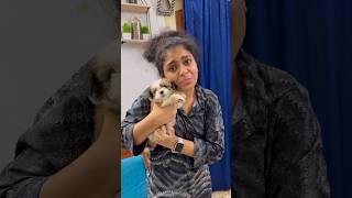 Varshini ku surprise puppy ️ #swv #tamil #ishqyouall #trending #youtube #comedy