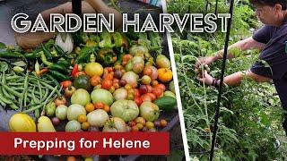 Harvesting Before the Storm: Unexpectedly Bountiful Crop!