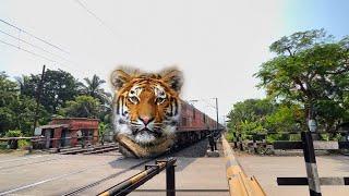 Furious Anger Tiger Face : Puri - Kamakhya Express Dangerous Aggressive Skipping Out Railgate