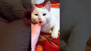 Спать с домашними животными на одной постели ️ОПАСНО️ #shorts