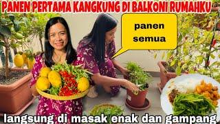 PANEN PERTAMA KANGKUNG,LEMON DAN SEMUA DI BALKONI KU LANGSUNG DI  MASAK REBUS SAMBEL TUNA!!