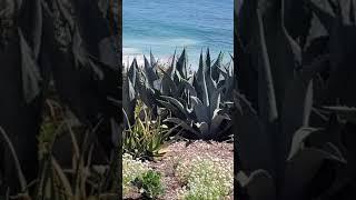 The Inn Hotel Look on a beach outside patio restaurant