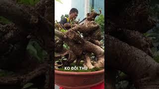 Trạng Nguyên Bonsai