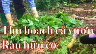 Thu hoạch cả vườn rau hữu cơ - vườn nhà Đinh gia