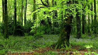 Relaxing Forest Birdsong Nature Sounds for Sleeping-Birds Chirping Studying Sound-Calm Bird Singing