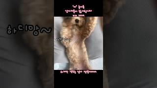 삶이 지루하다면 반려견과 해보세요ㅋㅋㅋㅋ #강아지랑놀아주기 #shorts #puppyshorts