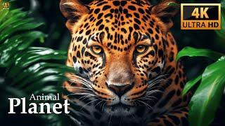 Animal Planet 4K Video Nature Documentary