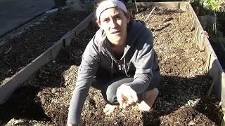 BAREFOOT DAY 17: Planting Seeds