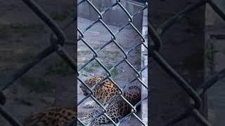 #tiger #lahore  #zoo #pakistan
