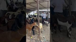 20 MAY 2025 AJMER BAKRA MANDI LIVE UPDATE COVER WITH PRICE RAJASTHAN BIGGEST MANDI