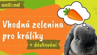 Vhodná zelenina pro králíky | Dávkování | Čemu věnovat pozornost?