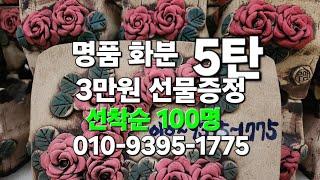 명품화분 5탄 3만원선물증정#다육 #다육식물 #다육화분 #화분#분갈이흙 010-9395-1775