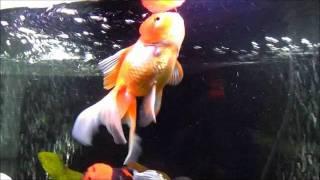 Carassius Perficio.wmv