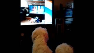 Mia and Princess watching Kathie Lee and Hooda