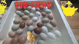 Egg Watch!