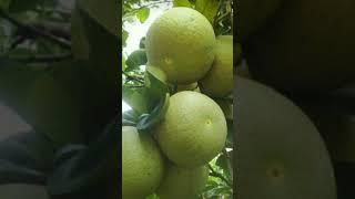 #soha#asmr#shortvideo