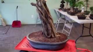 Peg Graft Green Island Ficus Update 2019