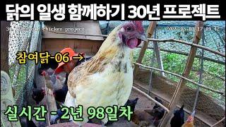 실시간) 2년 98일차, 닭의 일생 함께하기 30년 프로젝트