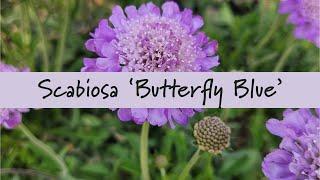 Scabiosa 'Butterfly Blue' at Prides Corner Farms